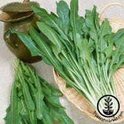 endive-seeds-catalogna-garnet-stem