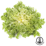 endive-seeds-frisee