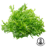 endive-seeds-salad-king