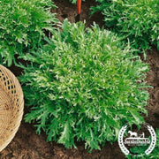 endive-seeds-tres-fine-organic