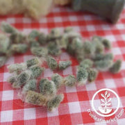 Erlene's Green Cotton Boll on plant