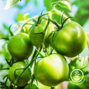 evergreen-tomato-seeds