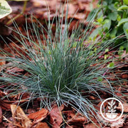 festuca-festina