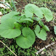 fischers-ragwort-gom-chwi