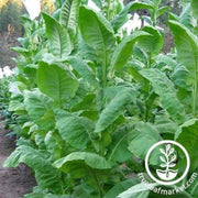 florida-17-tobacco
