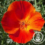 flower-seed-poppies-california-poppy-mikado-red