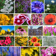 flower-seed-wildflower-mixes-northeast-wildflower-mix