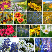 flower-seed-wildflower-mixes-southwest-wildflower-mix