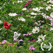 organic dwarf sensation cosmos flower mix