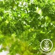 forest-green-parsley-seeds