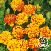 french-marigold-seeds-bolero