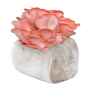 Pink Oyster Mushroom Grow Kit Fruiting Block