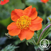 geum-mrs-bradshaw-flower-seeds