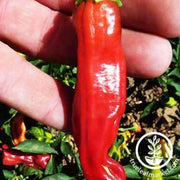 golden-greek-pepperoncini