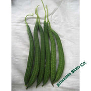 gourd-seeds-buab-liam-hybrid