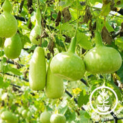 gourd-seeds-calabash 