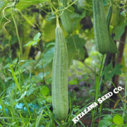 gourd-seeds-chinese-okra