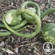 gourd-seeds-dipper-extra-long-handle
