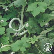 gourd-seeds-extra-long-snake