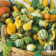 gourd-seeds-harvest-wings-f1