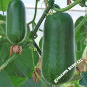 gourd-seeds-new-jang-sin-hybrid