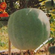 gourd-seeds-small-round