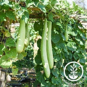 gourd-seeds-snake