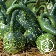 gourd-seeds-speckled-swan