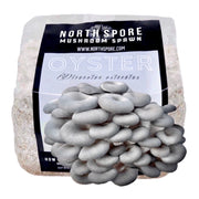 Organic Blue Oyster Mushroom Grain Spawn Bag