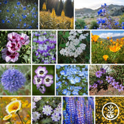 grandview-native-wildflower-mix