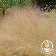 grass-seeds-cloud