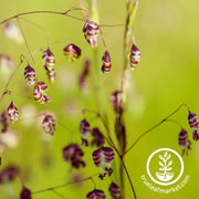 grass-seeds-quaking