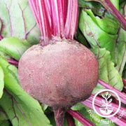 green-top-bunching-beets