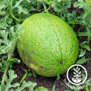 greybelle-watermelon-seeds