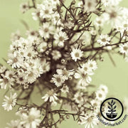 gypsophila-covent-garden-seeds-flower-seed