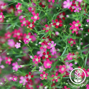 gypsophila-gypsy-series-deep-rose-flower-seed