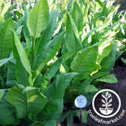havana-142-tobacco