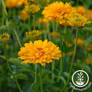 heliopsis-summer-sun-flower-seeds