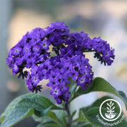heliotrope-seeds-dwarf-marine