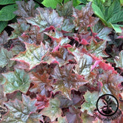 heuchera-purple-palace-flower-seeds
