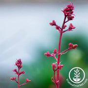 heuchera-ruby-bells-flower-seeds