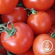 homestead-tomato