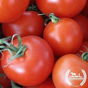 Organic Homestead Tomato Seeds
