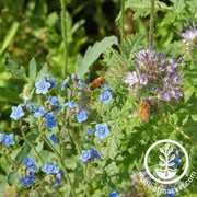 honey-bee-flower-mix