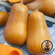 honeybaby-f1-squash-seeds