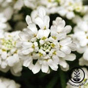 iberis-candytuft-whiteout-flower-seed