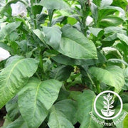 indian-black-tobacco