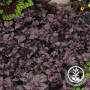 iresine-purple-lady-flower-seed