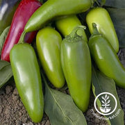 pepper-hot-jalapeno-m-seeds