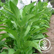 japan-8-tobacco